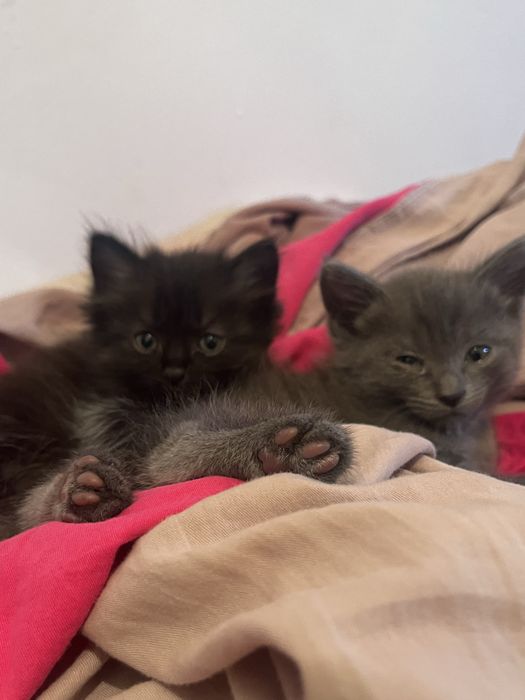 Отдам двух прекрасных котят
