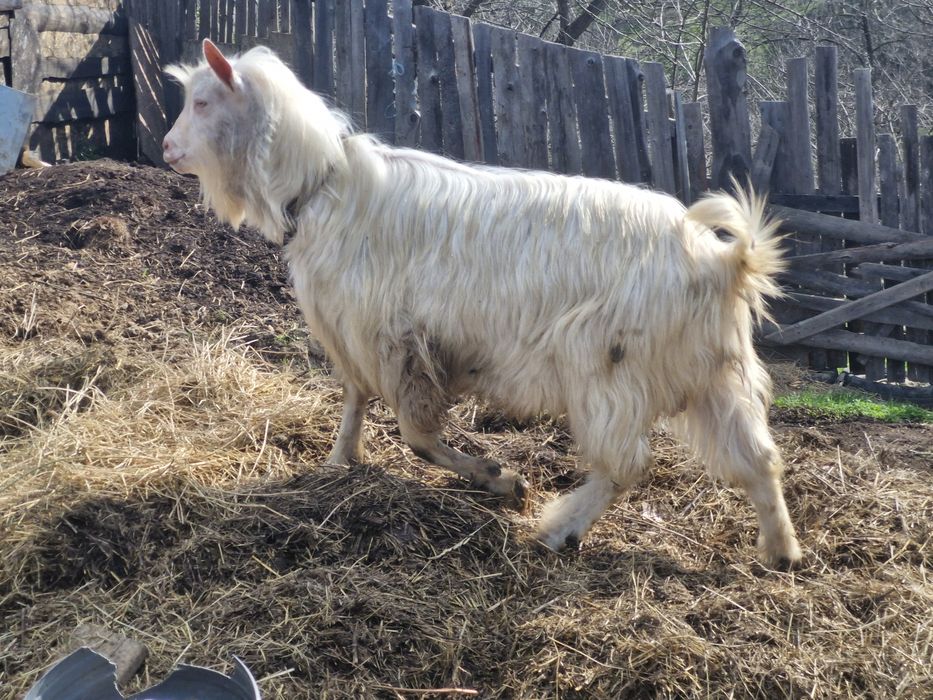 Țap banatean bun de monta