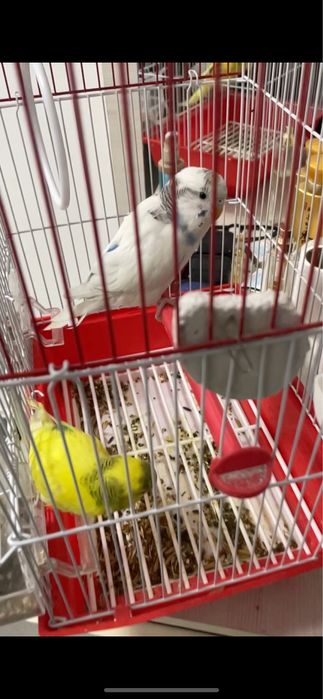 Два здоровых попугая