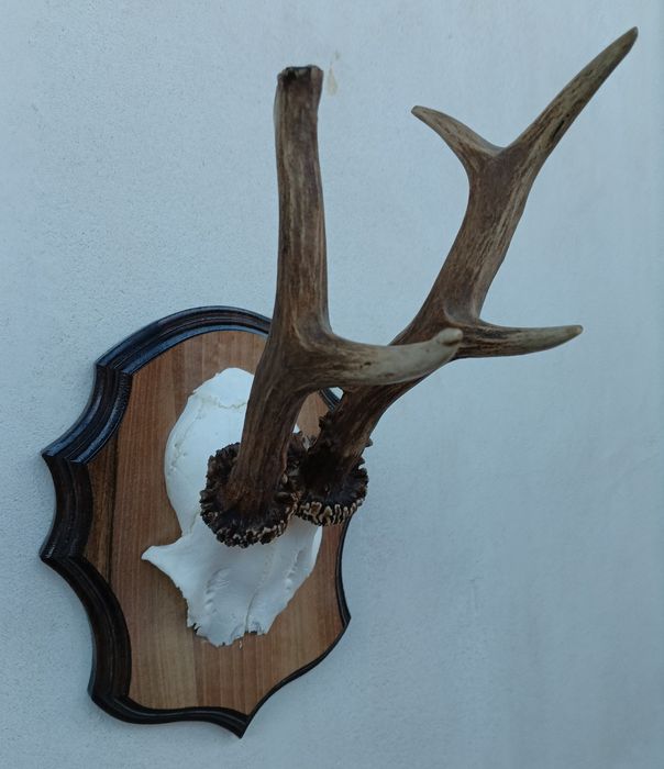 Трофей от сръндак.Рога.