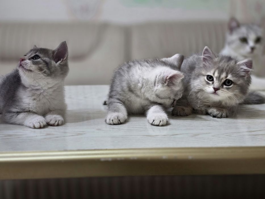 Xotinlar, sluts, cuckolds, fotosuratlar va videolar