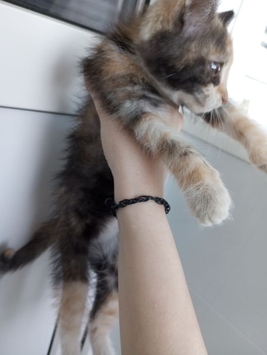 отдам котенка в добрые руки