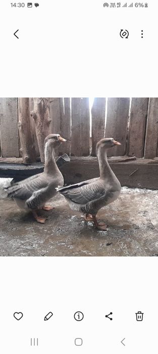 Продам Халмагоров