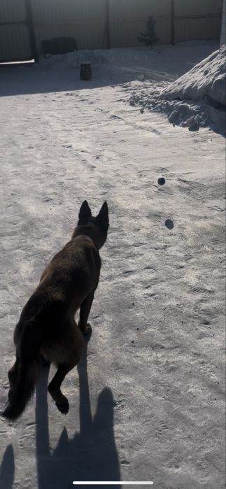 Ұрғашы малинуа сатылалы таза қанды