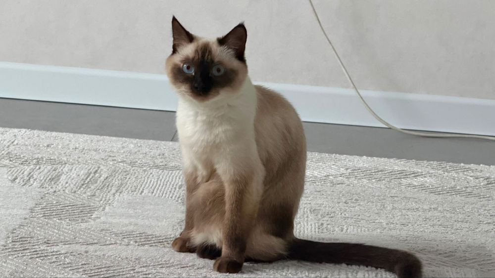 Отдам беслпатно кошку