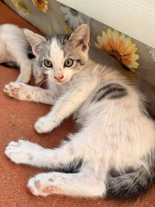 Домашни любимци котета