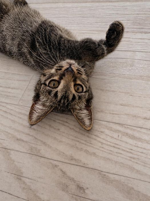 Котёнок мальчик в добрые руки