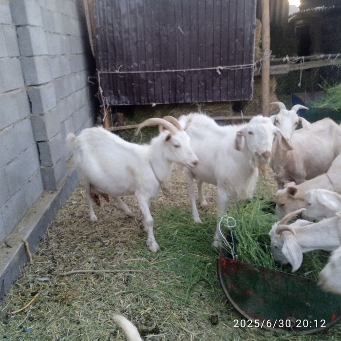 Сүтті орыс ешкі сатылады