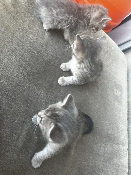Отдам 3 котята ……….