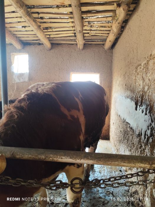 Buqa sotiladi smental