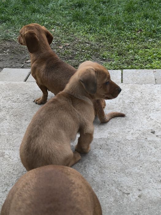 Дакелче / 2 месеца /