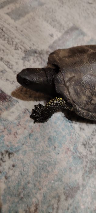 Vând broasca țestoasă de Europa. O vând cat mai rapid deoarece nu am loc unde sa o pun