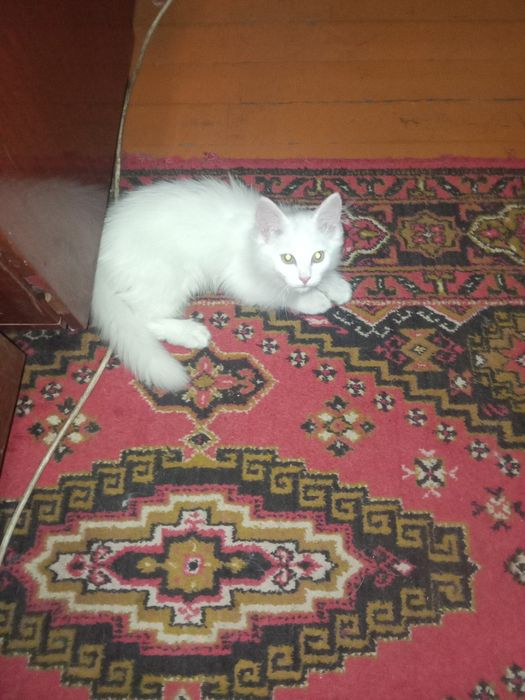 Отдам котика в добрые руки