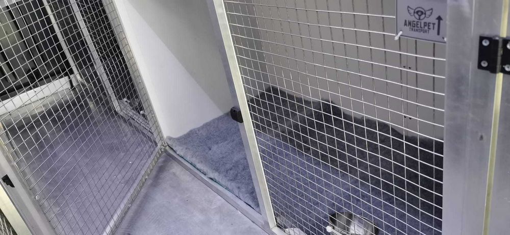 Transport CAINI si Pisici Autorizat Romania ANGLIA si invers !