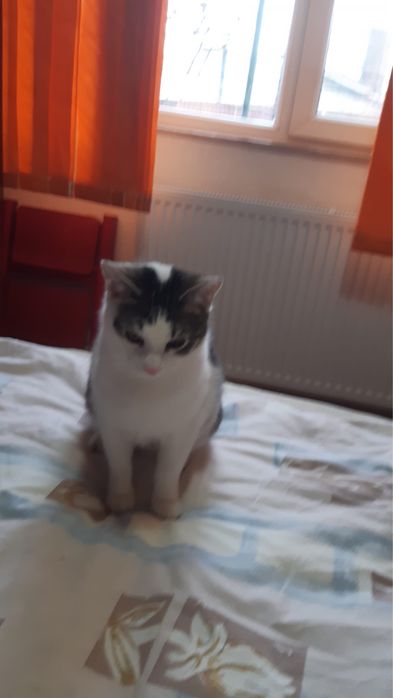 Dau spre adoptie o pisicuta si un motanel in varsta de 7 luni