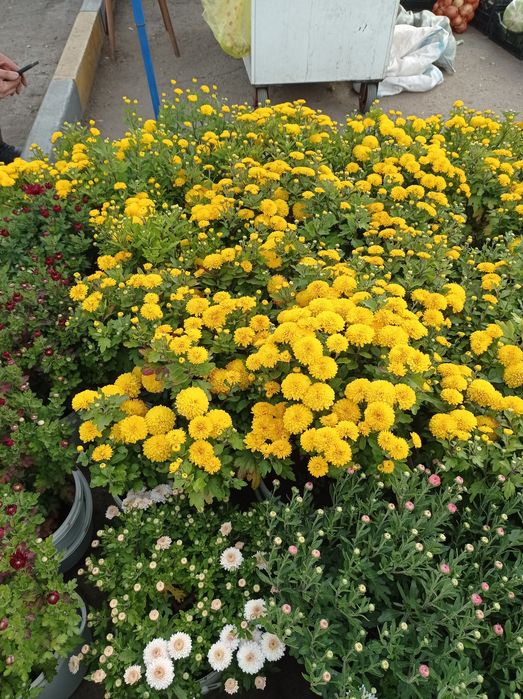 Хризантема мульт флора распродажа