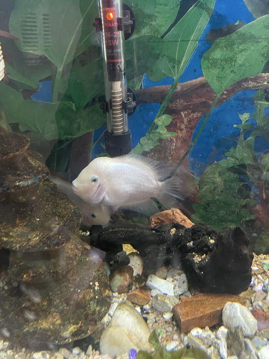 Авариум  с тумбой