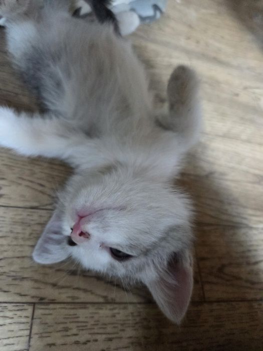 Отдаю котята в добрфе руки