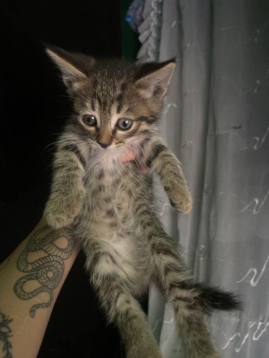 срочно, отдам котят в добрые руки