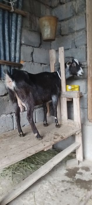 Альпийский ешкі сатылады