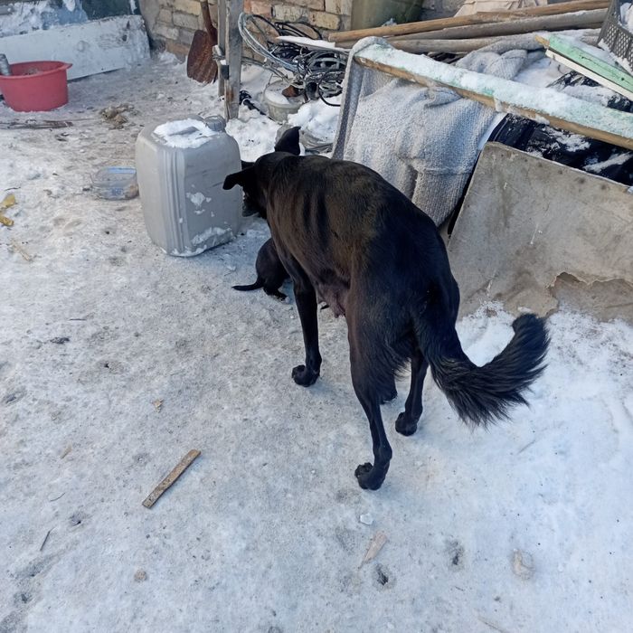 Щенки в добрые ответственные руки