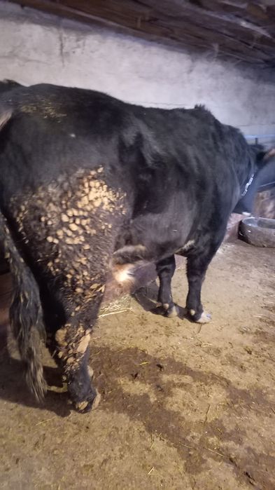 Срочно продам быка