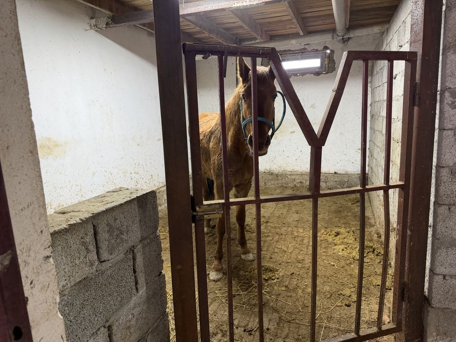 Продам дом с откормом для скота