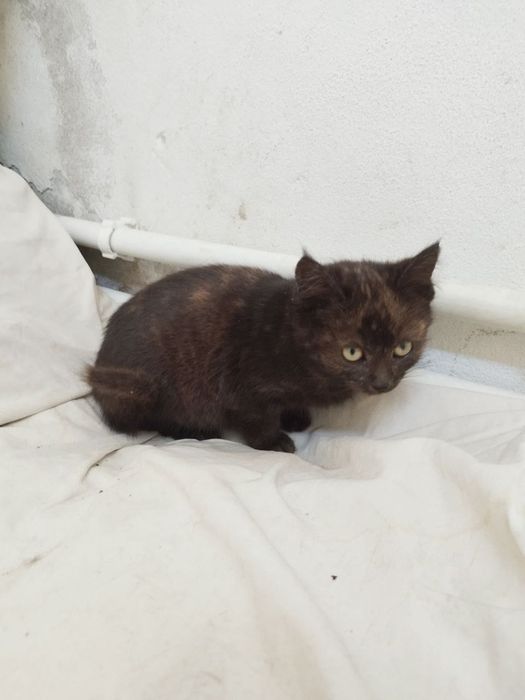 Турецкий ангор мушуклари