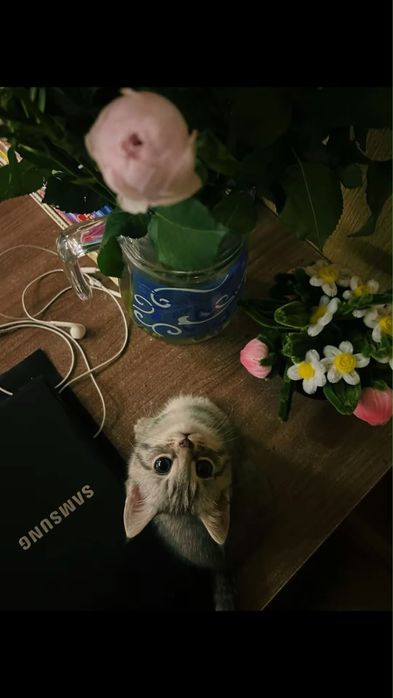 Отдам котенка в хорошие руки.