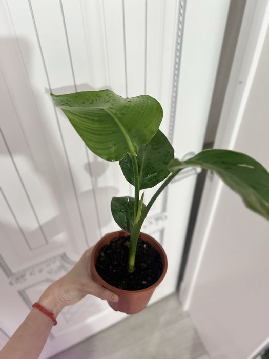 Стрелиция Николая