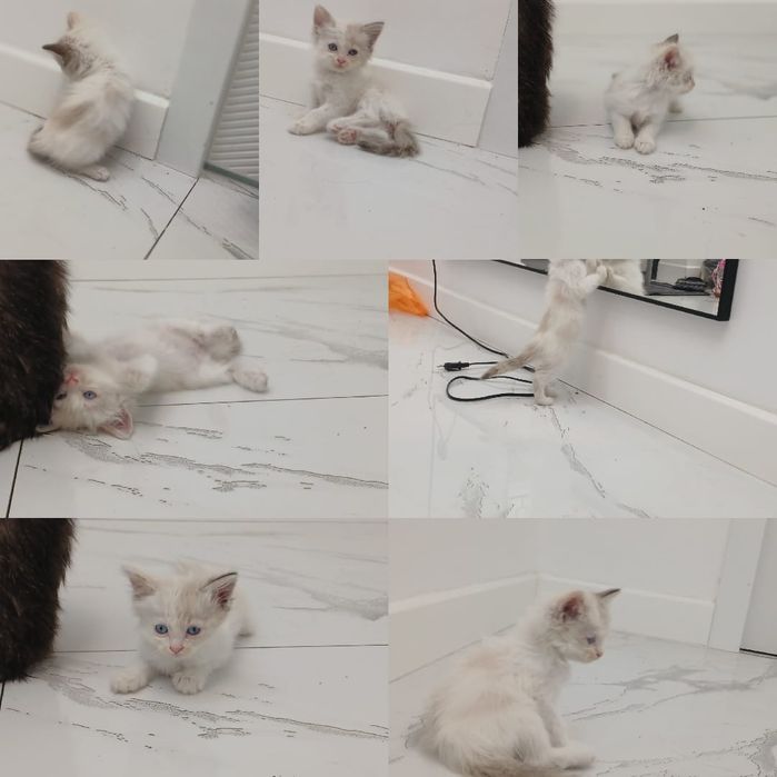 Отдам котят породистые