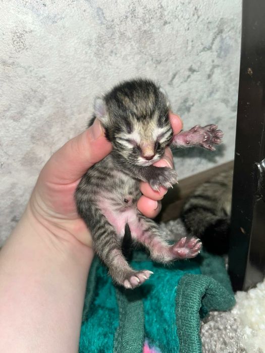 Отдам даром полубританцы