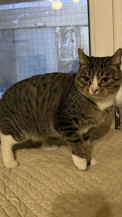 Ищем дом кошке Мие