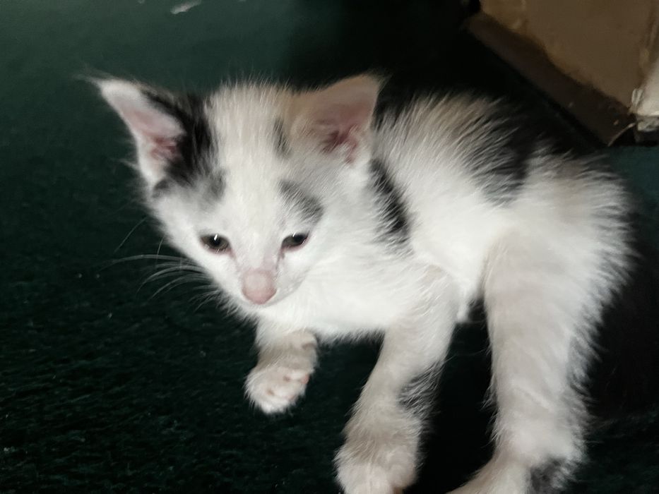 Mushuk bolalari va onasi