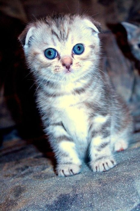 Продам шотландских котят.