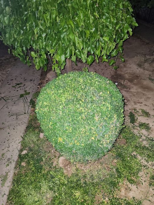 Gazon ekamiz. Bogʻbonchilik xizmati