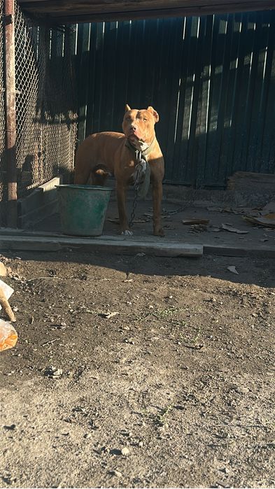 Продается питбультерьер