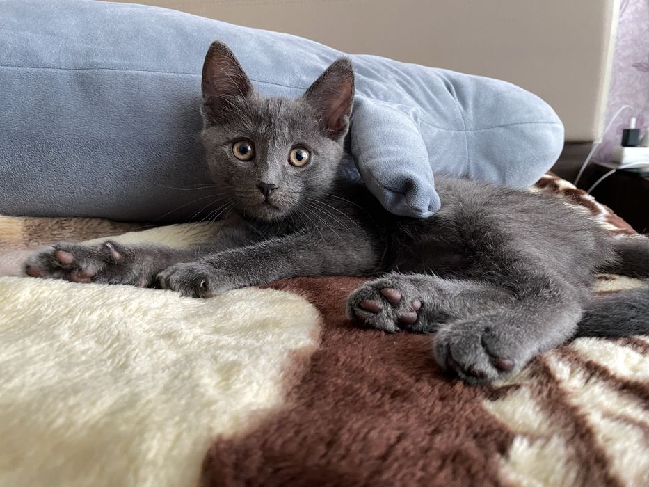 Котенок Том ищет дом