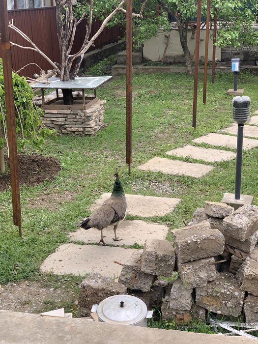 Продам самку павлина