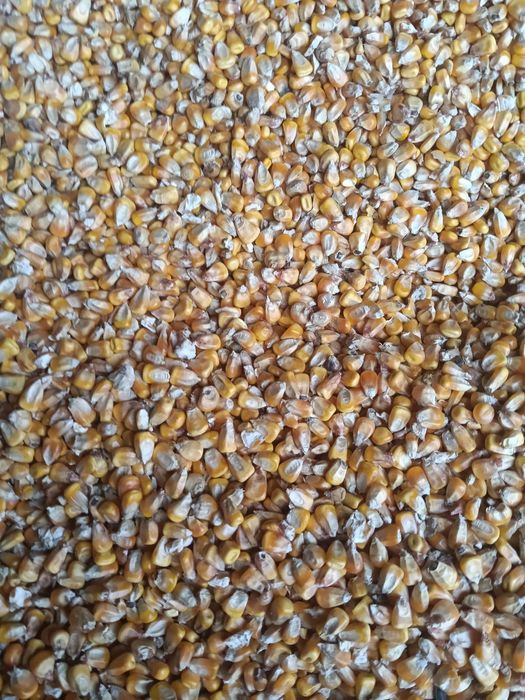 Vând porumb bob semi sticlos