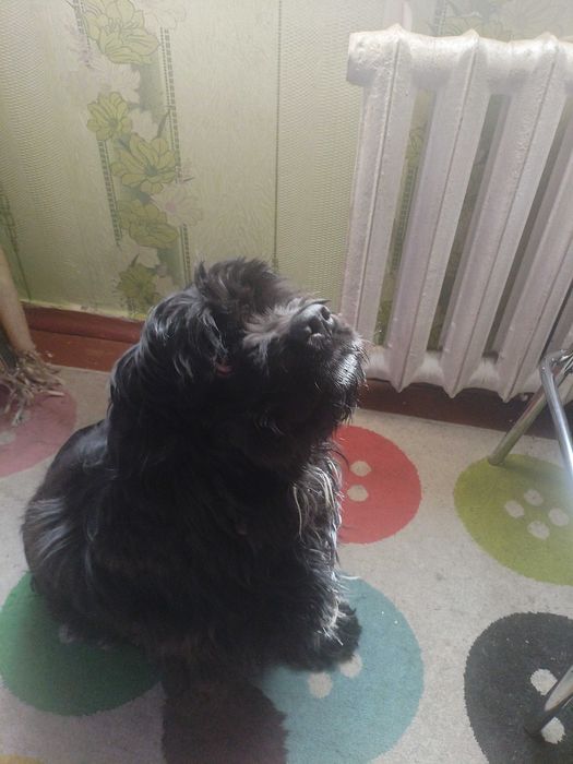 Продам американского кокер-спаниель