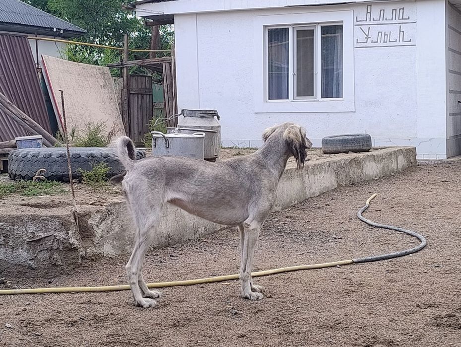 Қазақтың тазысы ...