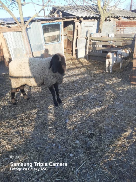 Vand capra cu 2 iezi si oaie carabas de Teleorman