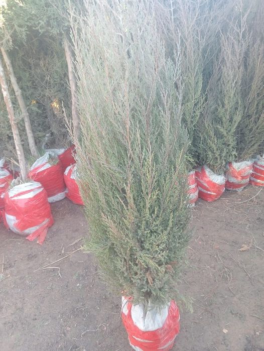 Саженцы Шымкент видов