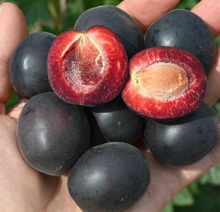 Cais Deosebit (Aprisali )