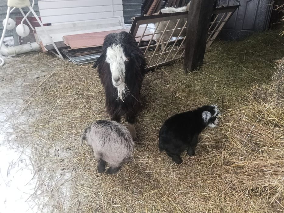 Продаю 4 козлов г