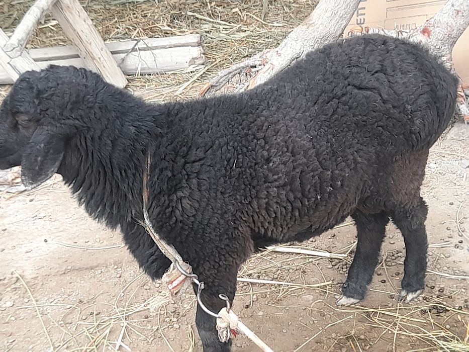 Ikkita qo'chqor sotiladi