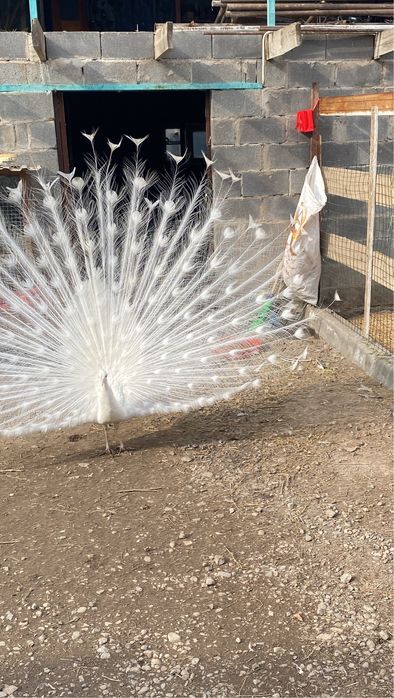 Белые Павлины молоднях