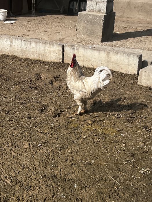 Петухи в обмен на куриц