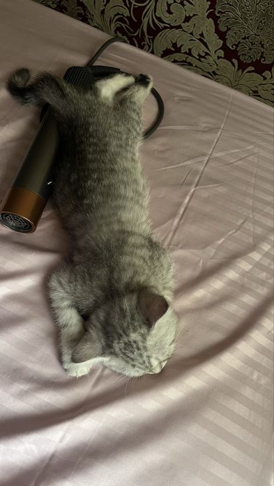Шотландский котенок